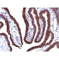 Ep-CAM / CD326 (Extracellular Domain) (Epithelial Marker) (EGP40/1373), CF568 conjugate, 0.1mg/mL