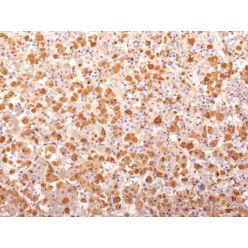 ACTH (Adrenocorticotrophic Hormone) (N-Terminal) (Pituitary Marker) (r57), CF568 conjugate, 0.1mg/mL