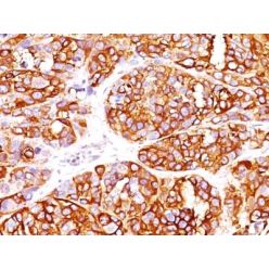 MART-1 / Melan-A / MLANA (Melanoma Marker) (MLANA/1409R), CF568 conjugate, 0.1mg/mL