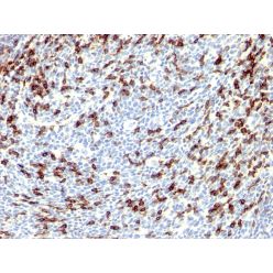 PDCD1 / PD1 / CD279 (Programmed Cell Death 1), CF568 conjugate, 0.1mg/mL