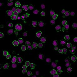 CD45 / LCA (B-Cell Marker) (PTPRC/1461), CF568 conjugate, 0.1mg/mL