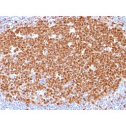 MCM7 (Proliferation Marker) (MCM7/1468), CF568 conjugate, 0.1mg/mL