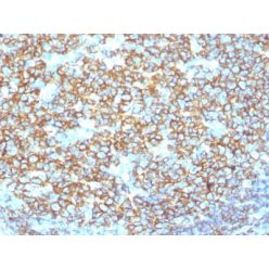 CD20 / MS4A1 (B-Cell Marker) (IGEL/1497R), CF568 conjugate, 0.1mg/mL