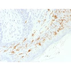 CD1a / HTA1 (Mature Langerhans Cells Marker) (C1A/1506R), CF568 conjugate, 0.1mg/mL