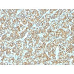 Ep-CAM / CD326 (Epithelial Marker) (EGP40/1555R), CF568 conjugate, 0.1mg/mL