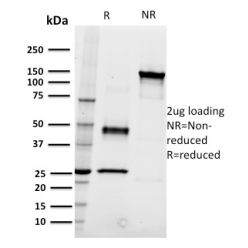 Biotium BNC681594-100, CD22 / BL-CAM (B-Cell Marker)(RFB4), CF568 conjugate, 0.1mg/mL