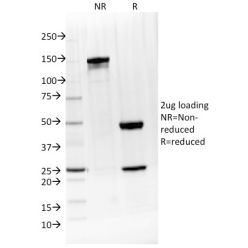 IL-4 / Interleukin 4(IL4/1597), CF568 conjugate, 0.1mg/mL