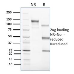 Biotium BNC681603-100, CD1c(CD1C/1603), CF568 conjugate, 0.1mg/mL