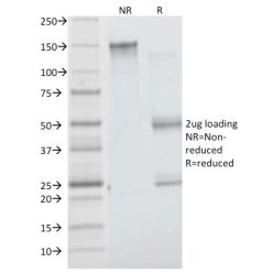 Insulin Receptor Alpha(INSR/1661), CF568 conjugate, 0.1mg/mL