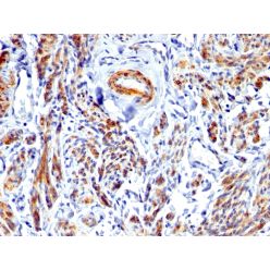 Biotium BNC681675-500, Caldesmon, HMW (h-Caldesmon) (Smooth Muscle Marker)(), CF568 conjugate, 0.1mg/mL