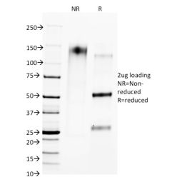 CTLA4 / CD152 (Negative Regulator of T-Cells)(L4P2F5.F10), CF568 conjugate, 0.1mg/mL