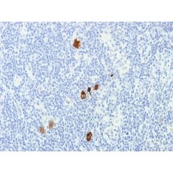 Epstein-Barr Virus (LMP-1)(CS1-4), CF568 conjugate, 0.1mg/mL