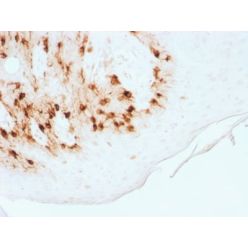 MART-1 / Melan-A / MLANA (Melanoma Marker) (MLANA/1761R), CF568 conjugate, 0.1mg/mL