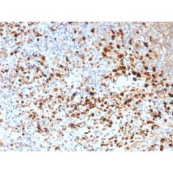 HSV1 (Herpes Simplex Virus Type I)(N/A), CF568 conjugate, 0.1mg/mL