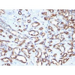 Biotium BNC681807-100, CD34 (Hematopoietic Stem Cell & Endothelial Marker)(N/A), CF568 conjugate, 0.1mg/mL