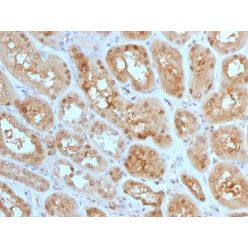 MTAP (Tumor Suppressor Marker) (MTAP/1813), CF568 conjugate, 0.1mg/mL