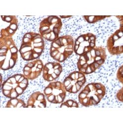 Ep-CAM / CD326 (Epithelial Marker) (rMOC-31), CF568 conjugate, 0.1mg/mL