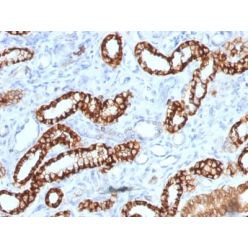 Ksp-Cadherin (Kidney-Specific Cadherin) / CDH16 (rCDH16/1071), CF568 conjugate, 0.1mg/mL