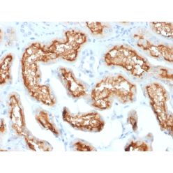 Biotium BNC681870-100, CD10 (Membrane Metalloendopeptidase) (MME/1870), CF568 conjugate, 0.1mg/mL