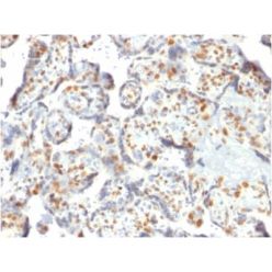 DNMT3A / DNA Methyltransferase 3 Alpha (PCRP-DNMT3A-1E2), CF568 conjugate, 0.1mg/mL