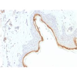 Filaggrin (Keratinocyte Differentiation Marker) (FLG/1945), CF568 conjugate, 0.1mg/mL