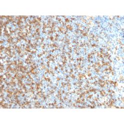 LMO2 (B-Cell Marker)(LMO2/1971), CF568 conjugate, 0.1mg/mL