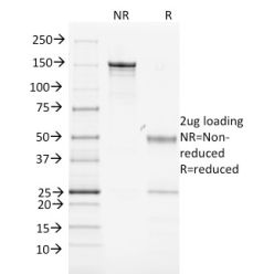 MHC II, Mouse(MK-D6), CF568 conjugate, 0.1mg/mL