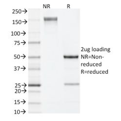 IL-4 (Interleukin-4), Mouse(11B11), CF568 conjugate, 0.1mg/mL