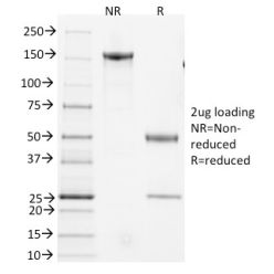 Biotium BNC682013-100, CD3e, Mouse(145-2C11), CF568 conjugate, 0.1mg/mL