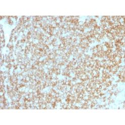 CD45 / LCA (Leucocyte Marker) (PTPRC/1783R + PTPRC/1975R), CF568 conjugate, 0.1mg/mL