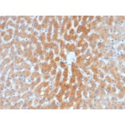 Biotium BNC682028-500, ARF1 (Golgi Apparatus Marker)(1A9/5), CF568 conjugate, 0.1mg/mL