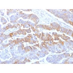 E-Cadherin (CDH1) / CD324 (Intercellular Junction Marker) (rCDH1/1525), CF568 conjugate, 0.1mg/mL
