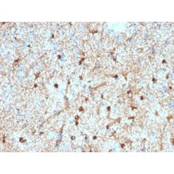 GFAP (Astrocyte & Neural Stem Cell Marker) (GFAP/2076), CF568 conjugate, 0.1mg/mL