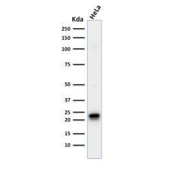 Ferritin, Heavy Chain (FTH) (Microglia Marker)(FTH/2081), CF568 conjugate, 0.1mg/mL