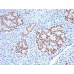 HNF1A (Pancreatic Tumor Suppressor)(HNF1A/2087), CF568 conjugate, 0.1mg/mL