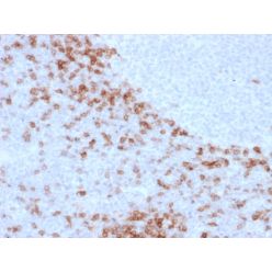 Human IgD (Immunoglobulin Delta Heavy Chain) (B-Cell Marker)(IgD26), CF568 conjugate, 0.1mg/mL