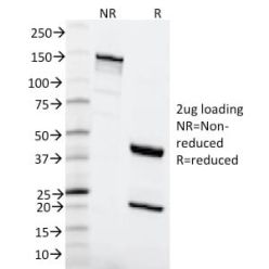 MSH6 (DNA Mismatch Repair Protein) (MSH6/2111), CF568 conjugate, 0.1mg/mL