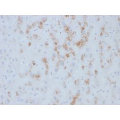 Cytochrome p450(M12P4H2), CF568 conjugate, 0.1mg/mL