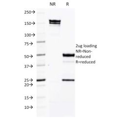 CD50 / ICAM3(CG106), CF568 conjugate, 0.1mg/mL