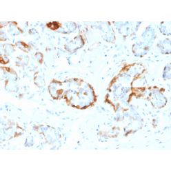 Crystallin Alpha B(CPTC-CRYAB-1), CF568 conjugate, 0.1mg/mL
