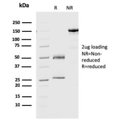 Geminin / DNA Replication Inhibitor(CPTC-GMMN-1), CF568 conjugate, 0.1mg/mL