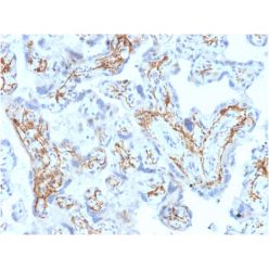 Glutathione S-Transferase Mu1 (GSTM1)(CPTC-GSTMu1-3), CF568 conjugate, 0.1mg/mL