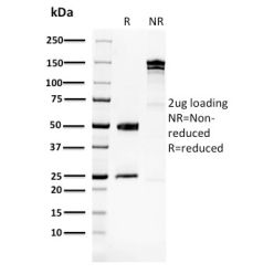 Glucose 6-Phosphate Isomerase(CPTC-GPI-1), CF568 conjugate, 0.1mg/mL