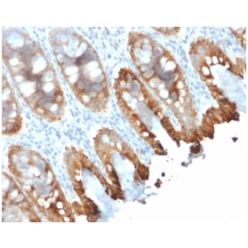 Cytokeratin 8/18(rKRT8.18/1346), CF568 conjugate, 0.1mg/mL