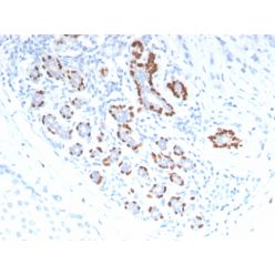 p40 (deltaNp63) (Squamous, Basal & Myoepithelial Cell Marker), CF568 conjugate, 0.1mg/mL