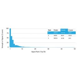 ERCC1 / RAD10 (Tumor Progression Marker)(ERCC1/2318), CF568 conjugate, 0.1mg/mL