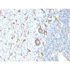 Neurofilament (NF-H) (Neuronal Marker) (NEFL.H/2324R), CF568 conjugate, 0.1mg/mL