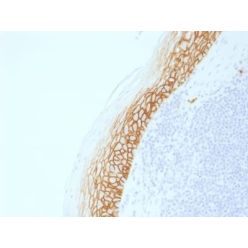 CD44v9 (Marker of Tumor Metastasis) (CD44v9/2344R), CF568 conjugate, 0.1mg/mL