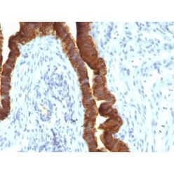 Ep-CAM / CD326 (Epithelial Marker) (rEGP40/1110), CF568 conjugate, 0.1mg/mL