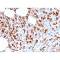 MDM2(MDM2/2414), CF568 conjugate, 0.1mg/mL